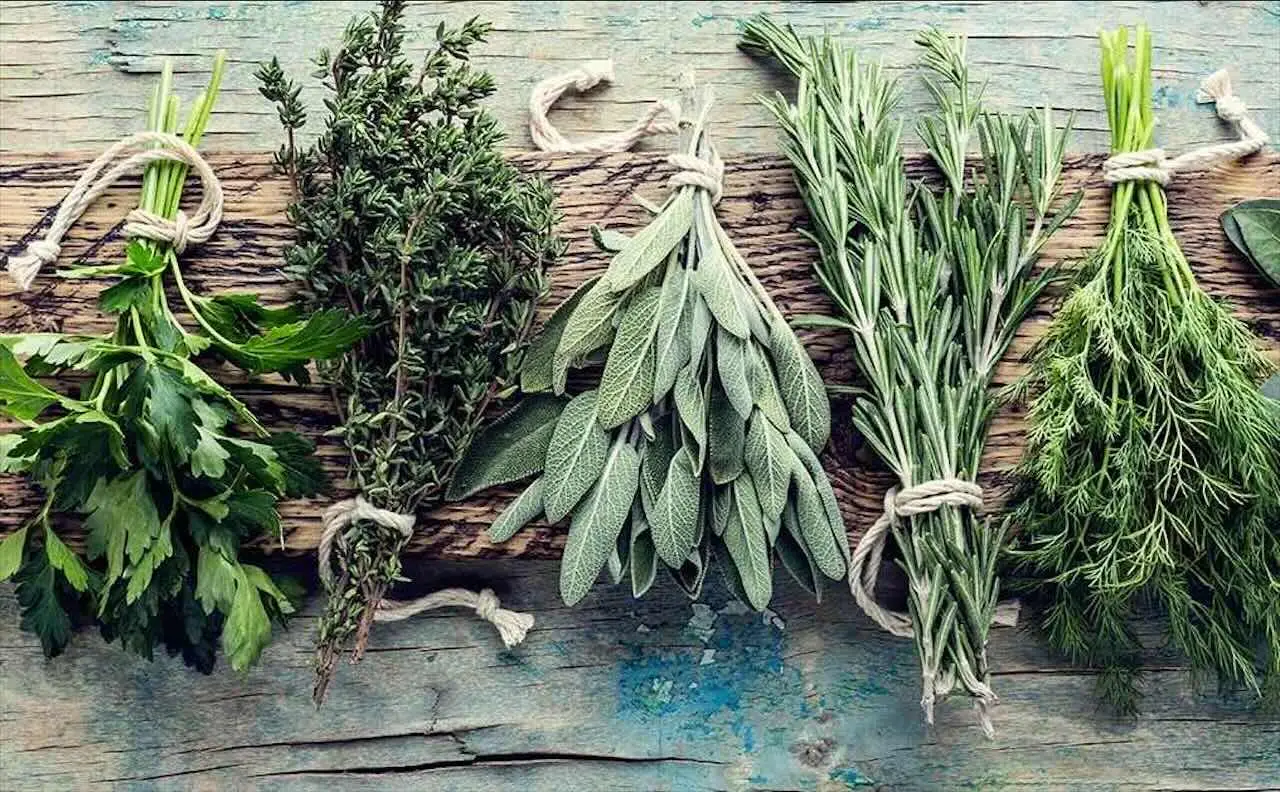 Piante aromatiche sempre verdi: come potarle dopo la fioritura Piante aromatiche sempre verdi: come potarle dopo la fioritura