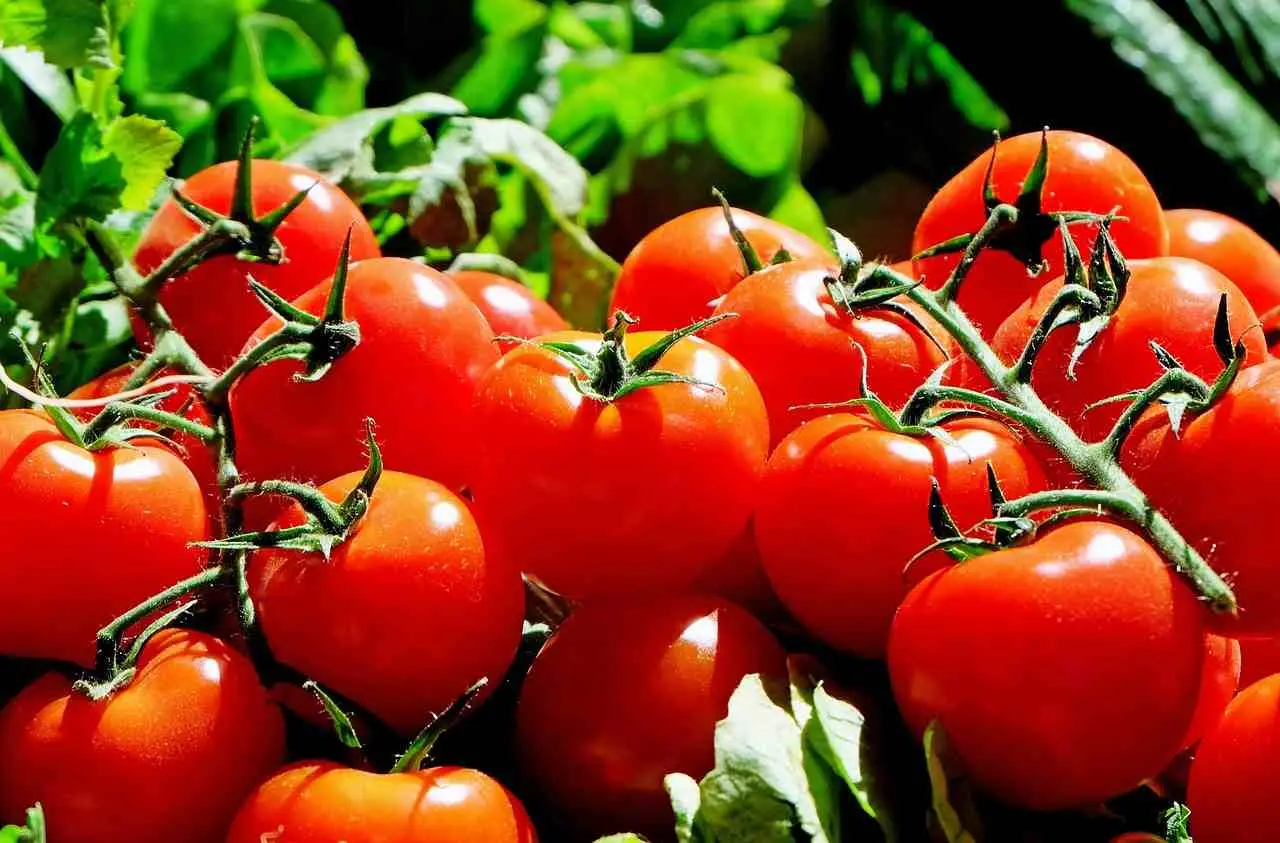 Pomodori dolcissimi: l’irrigazione serale che cambia il sapore Pomodori dolcissimi: l’irrigazione serale che cambia il sapore