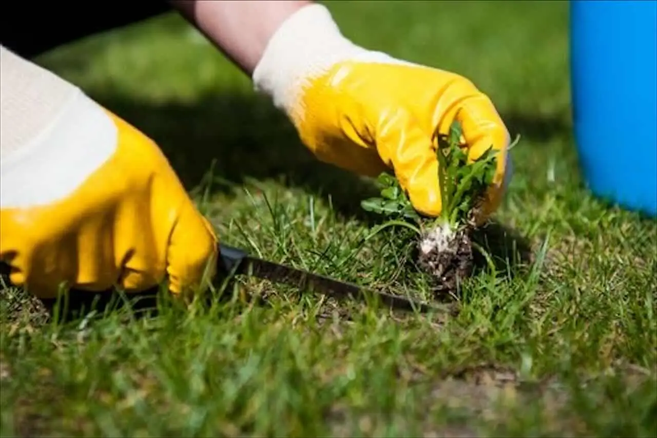 Giardino senza erbacce: la pacciamatura con materiali riciclati Giardino senza erbacce: la pacciamatura con materiali riciclati