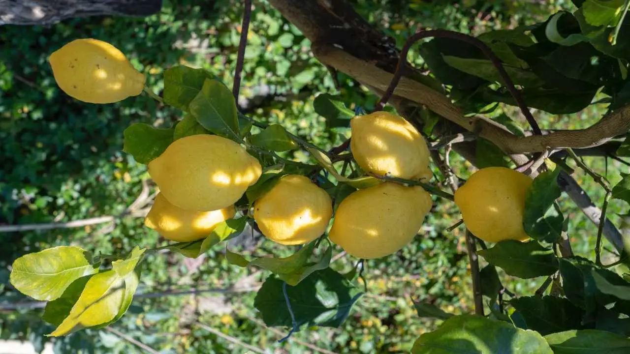 Profumare il bucato senza ammorbidente? Ecco il metodo con l’acido citrico Profumare il bucato senza ammorbidente? Ecco il metodo con l’acido citrico