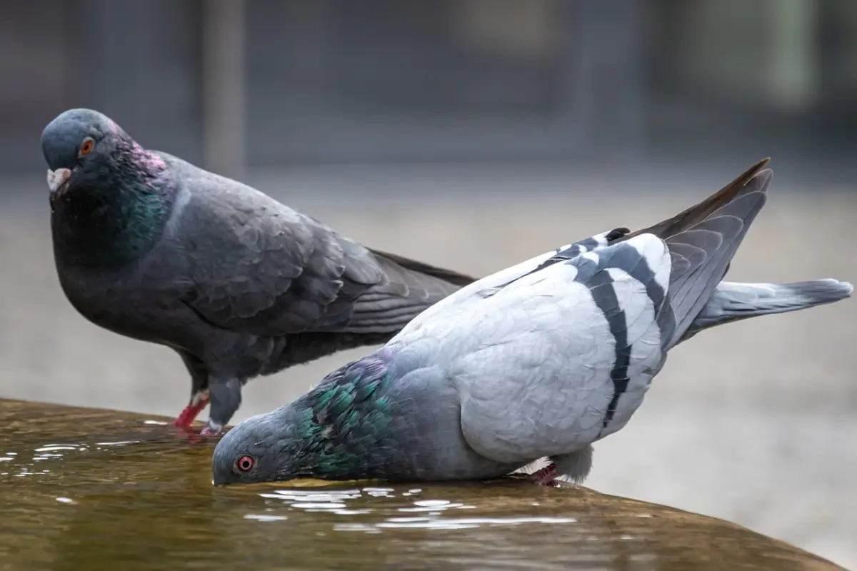 Come tenere lontani i piccioni dal balcone: il metodo più efficace Come tenere lontani i piccioni dal balcone: il metodo più efficace