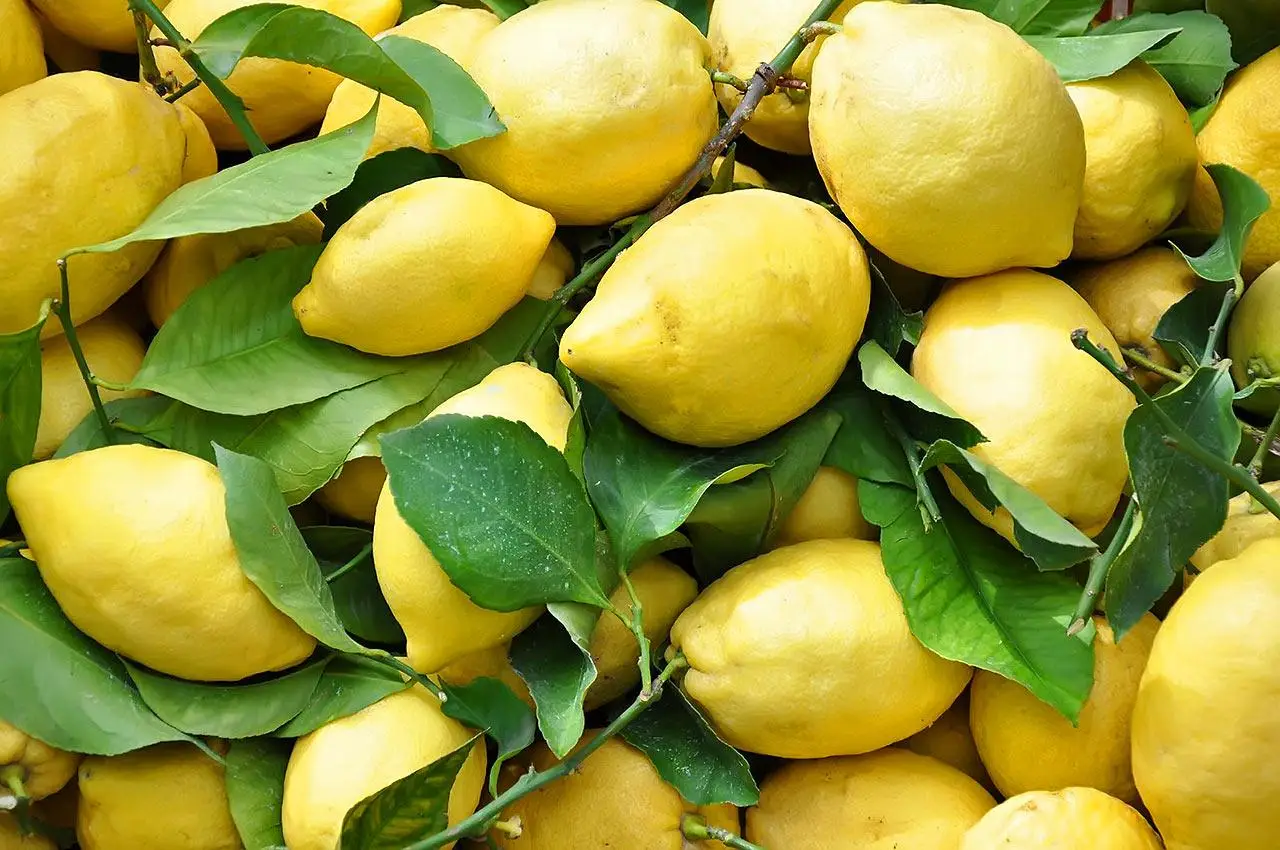 Scopri il comune errore con il limone che rischia di danneggiare il tuo stomaco Scopri il comune errore con il limone che rischia di danneggiare il tuo stomaco
