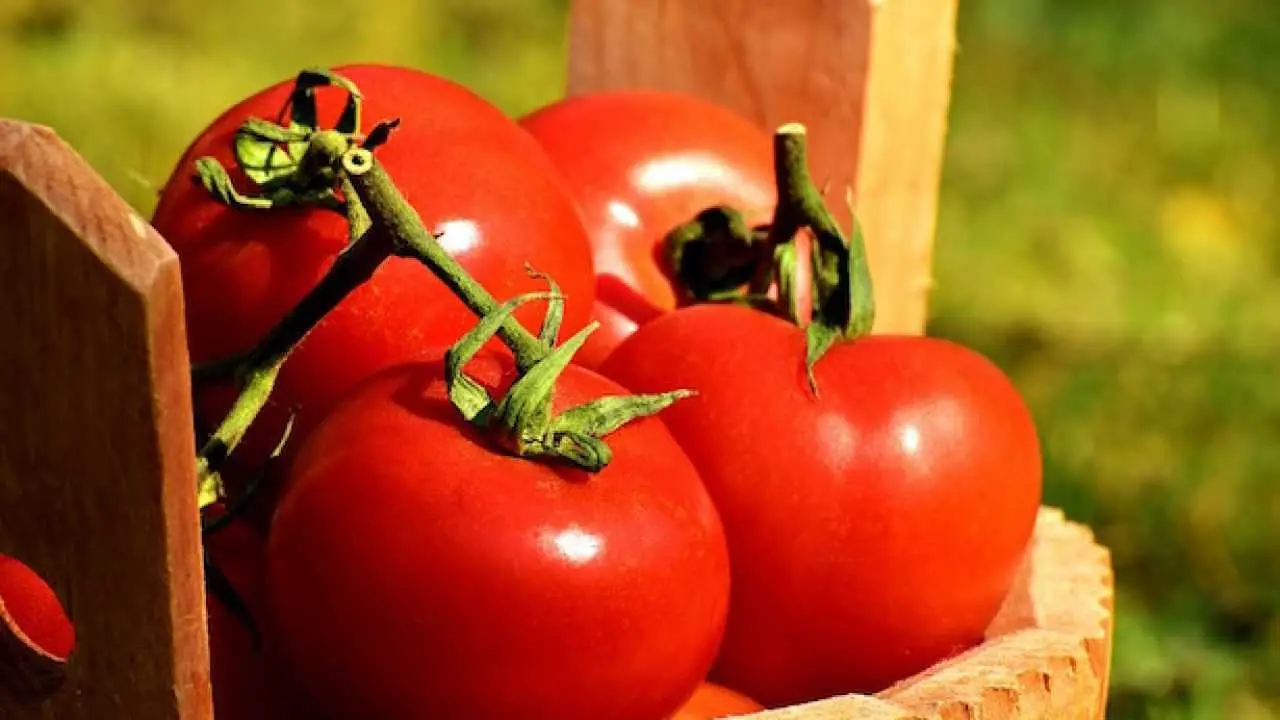 Perché non dovresti mai conservare i pomodori in frigorifero secondo gli esperti Perché non dovresti mai conservare i pomodori in frigorifero secondo gli esperti