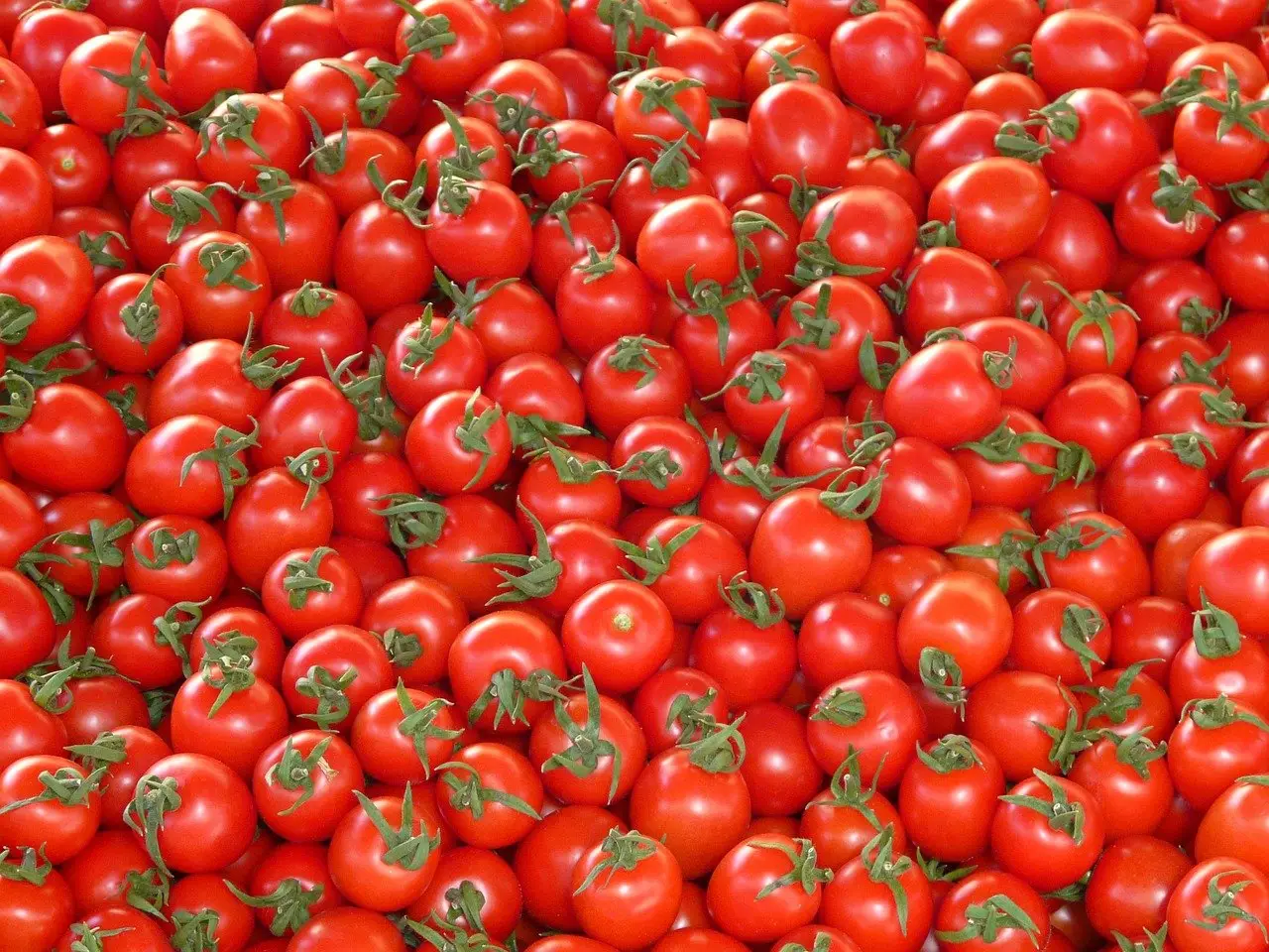 Perché non dovresti mai conservare i pomodori in frigorifero secondo gli esperti Perché non dovresti mai conservare i pomodori in frigorifero secondo gli esperti