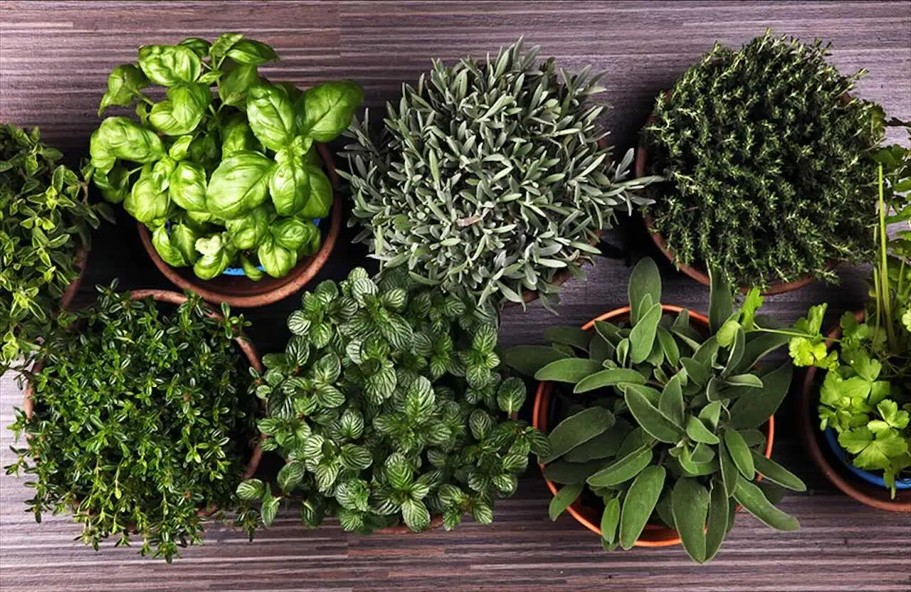 Piante aromatiche in cucina: l’errore che blocca la crescita e come evitarlo subito Piante aromatiche in cucina: l’errore che blocca la crescita e come evitarlo subito