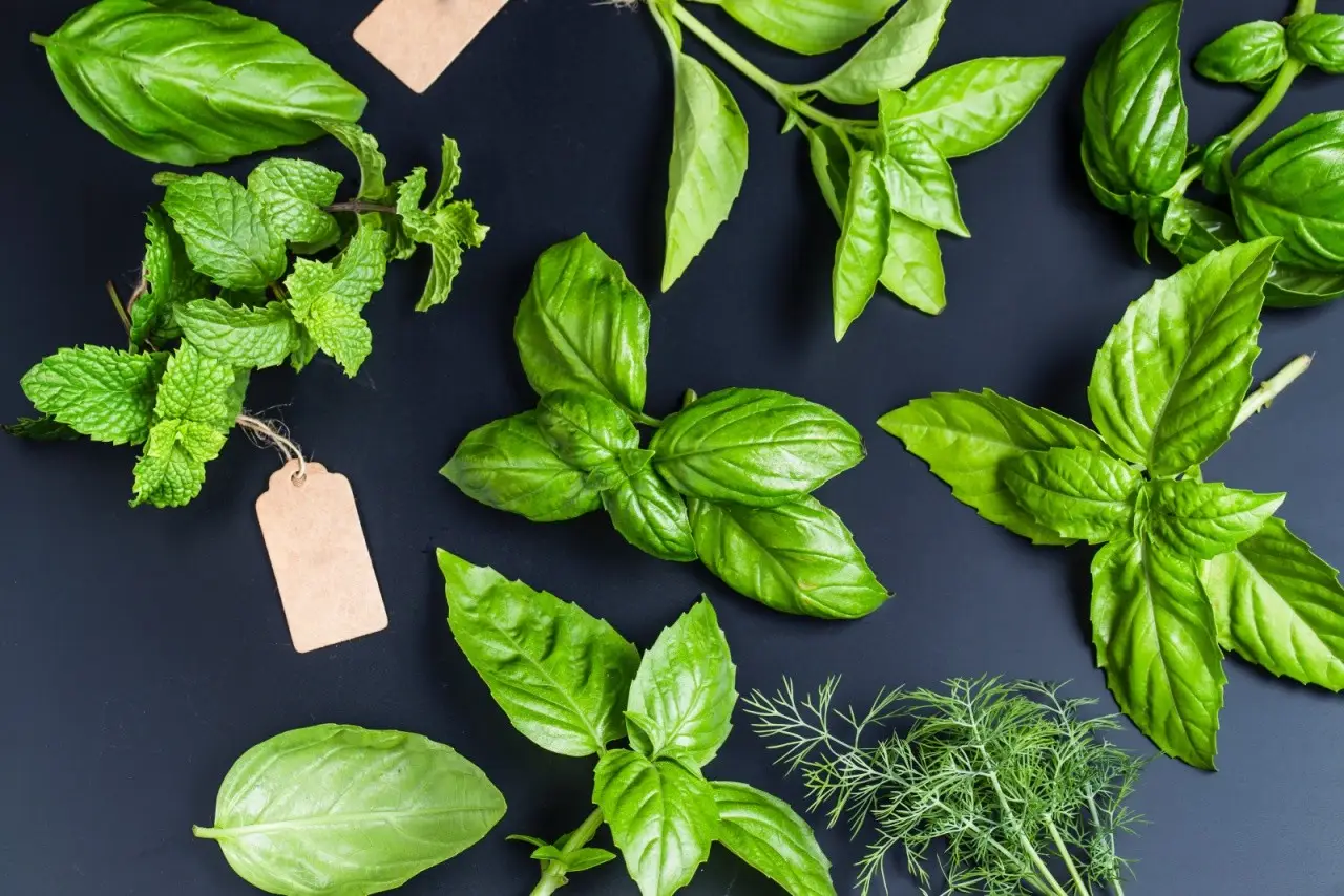 Piante aromatiche in cucina: l’errore che blocca la crescita e come evitarlo subito Piante aromatiche in cucina: l’errore che blocca la crescita e come evitarlo subito