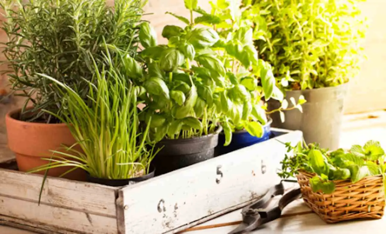 Piante aromatiche in cucina: l’errore che blocca la crescita e come evitarlo subito Piante aromatiche in cucina: l’errore che blocca la crescita e come evitarlo subito