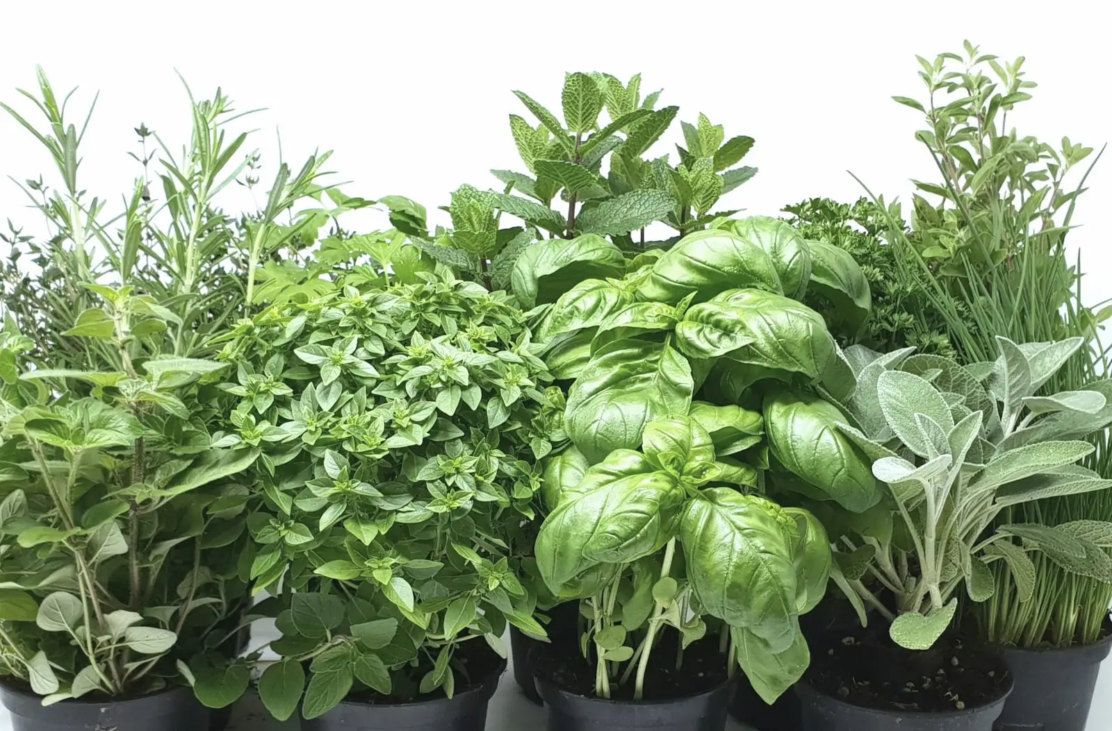 Piante aromatiche in cucina: l’errore che blocca la crescita e come evitarlo subito Piante aromatiche in cucina: l’errore che blocca la crescita e come evitarlo subito