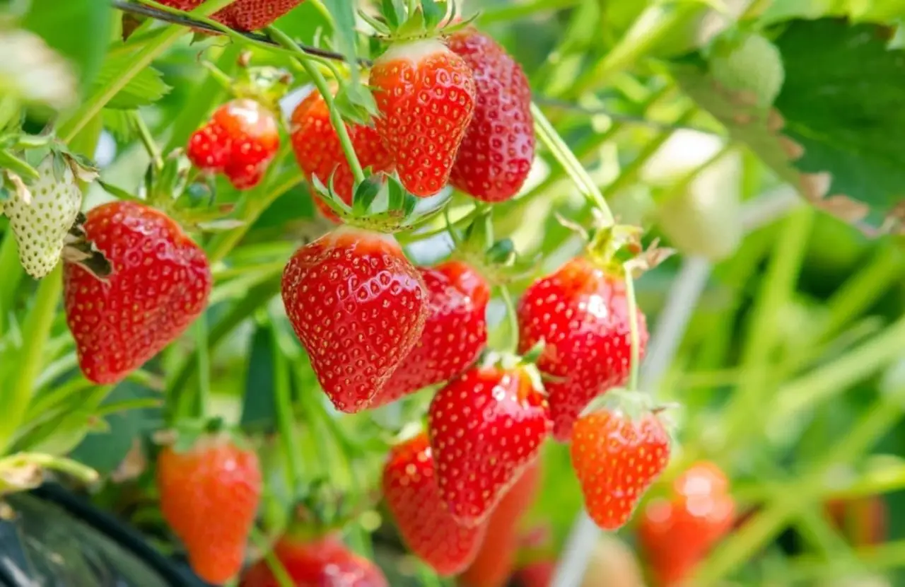 Scopri la strategia migliore per conservare le fragole fresche più a lungo Scopri la strategia migliore per conservare le fragole fresche più a lungo