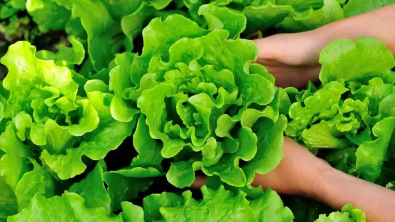 Non sciacquare la verdura nel modo sbagliato: rischi di non eliminare i pesticidi Non sciacquare la verdura nel modo sbagliato: rischi di non eliminare i pesticidi