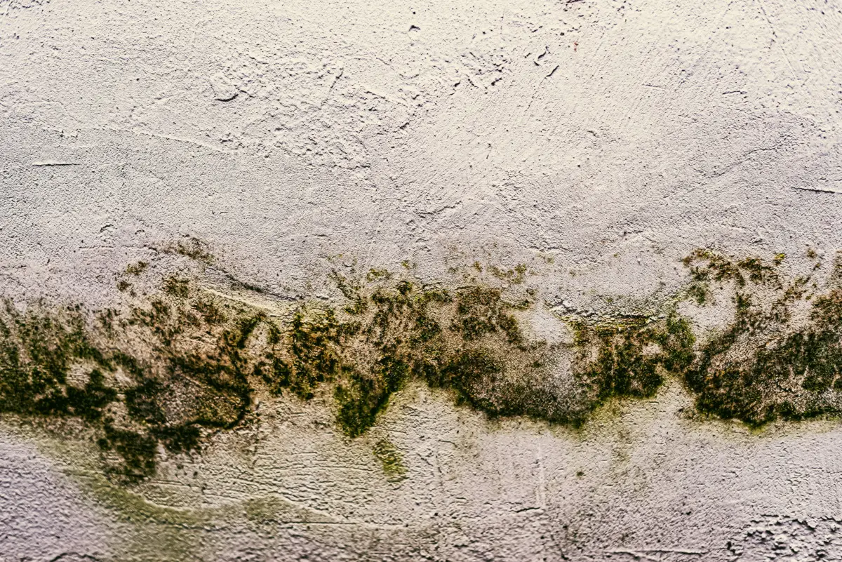 Come evitare il proliferare di muffe nei bagni con un ingrediente naturale e facile da usare Come evitare il proliferare di muffe nei bagni con un ingrediente naturale e facile da usare