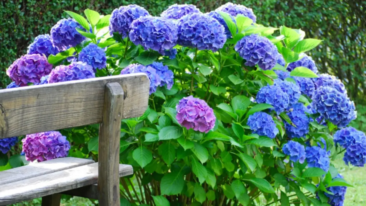 Vuoi ortensie rigogliose tutto l'anno? Ecco come prevenire malattie e ingiallimenti