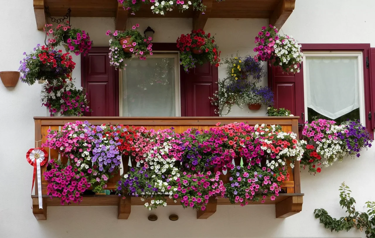 Vuoi un balcone sempre colorato? Le piante resistenti che fioriscono tutto l'anno Vuoi un balcone sempre colorato? Le piante resistenti che fioriscono tutto l'anno