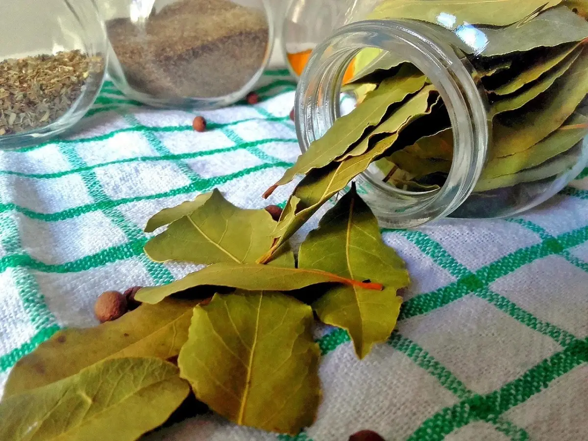 Alloro in casa: dove posizionarlo per fortuna e protezione secondo la tradizione Alloro in casa: dove posizionarlo per fortuna e protezione secondo la tradizione