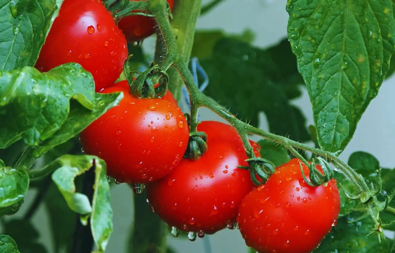 Pomodori dolcissimi: l’irrigazione serale che cambia il sapore Pomodori dolcissimi: l’irrigazione serale che cambia il sapore