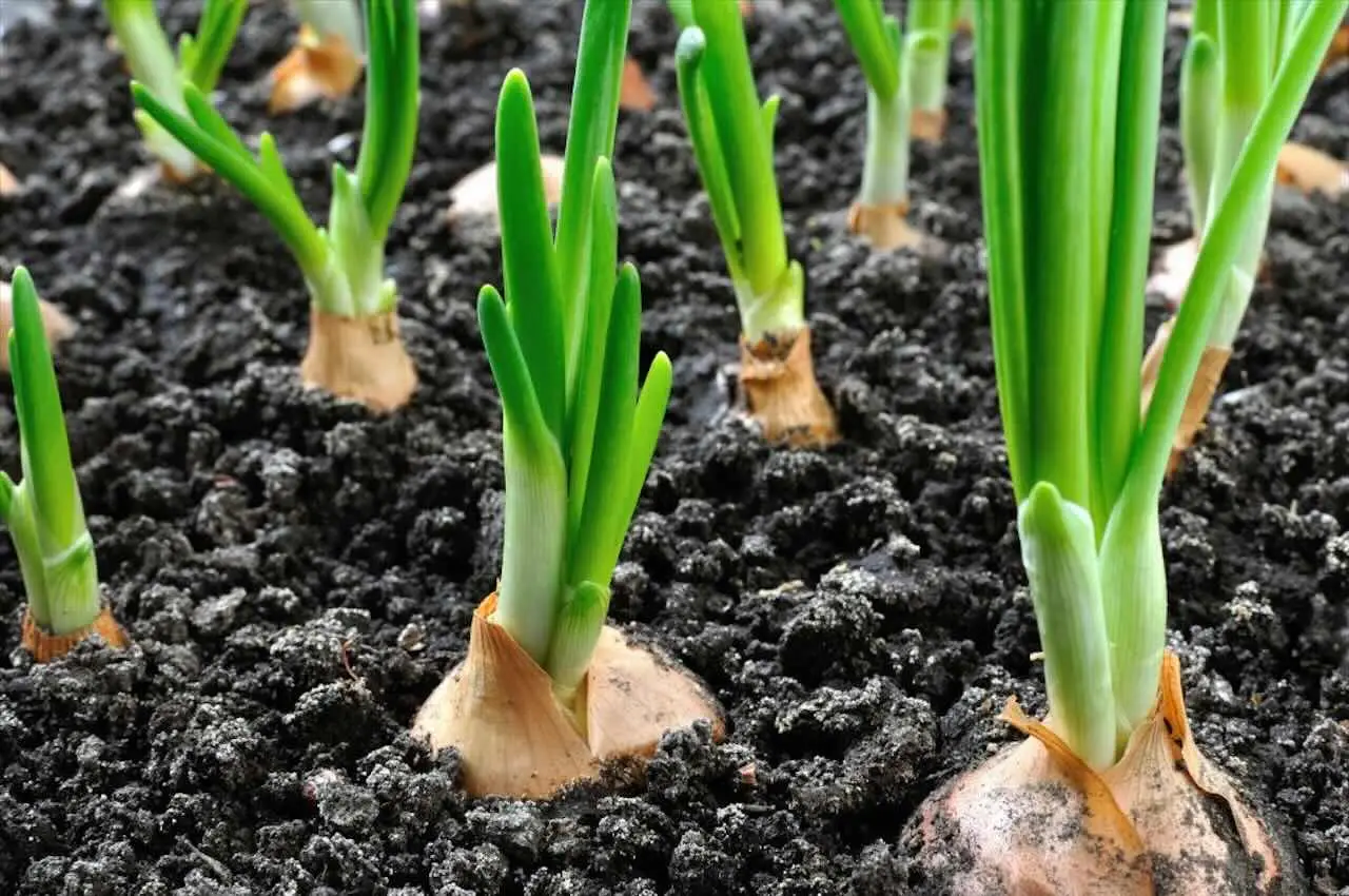 Cipolle da seme: il momento esatto per interrarle e garantirsi un raccolto abbondante Cipolle da seme: il momento esatto per interrarle e garantirsi un raccolto abbondante