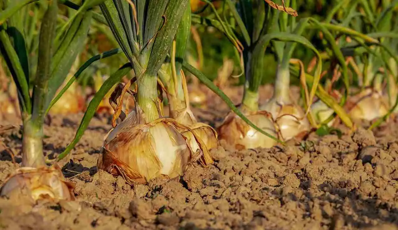 Cipolle da seme: il momento esatto per interrarle e garantirsi un raccolto abbondante Cipolle da seme: il momento esatto per interrarle e garantirsi un raccolto abbondante