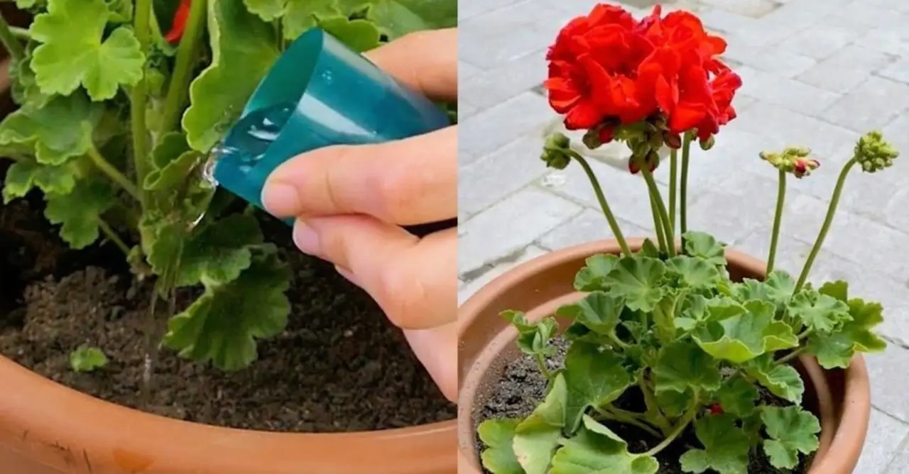 Come salvare le piante in vaso durante le ferie: il sistema a riserva d’acqua Come salvare le piante in vaso durante le ferie: il sistema a riserva d’acqua