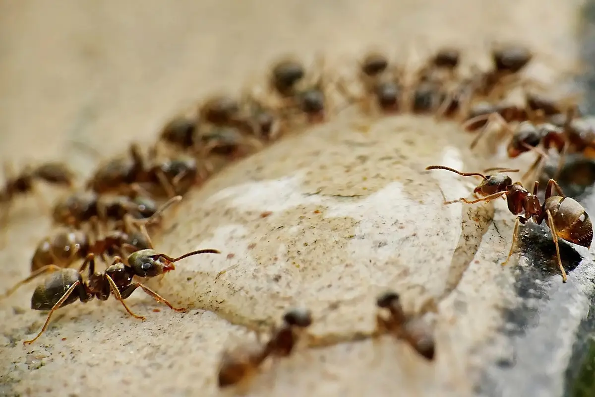 Come eliminare le formiche con un rimedio naturale Come eliminare le formiche con un rimedio naturale