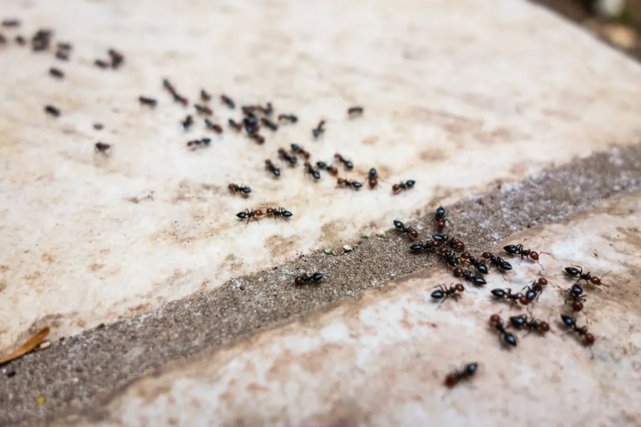 Come eliminare le formiche con un rimedio naturale Come eliminare le formiche con un rimedio naturale