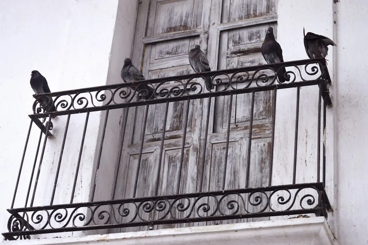 Come tenere lontani i piccioni dal balcone: il metodo più efficace Come tenere lontani i piccioni dal balcone: il metodo più efficace