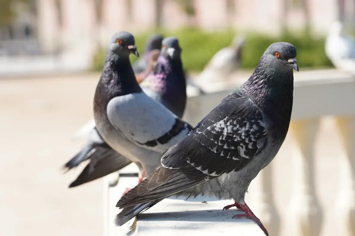 Come tenere lontani i piccioni dal balcone: il metodo più efficace Come tenere lontani i piccioni dal balcone: il metodo più efficace