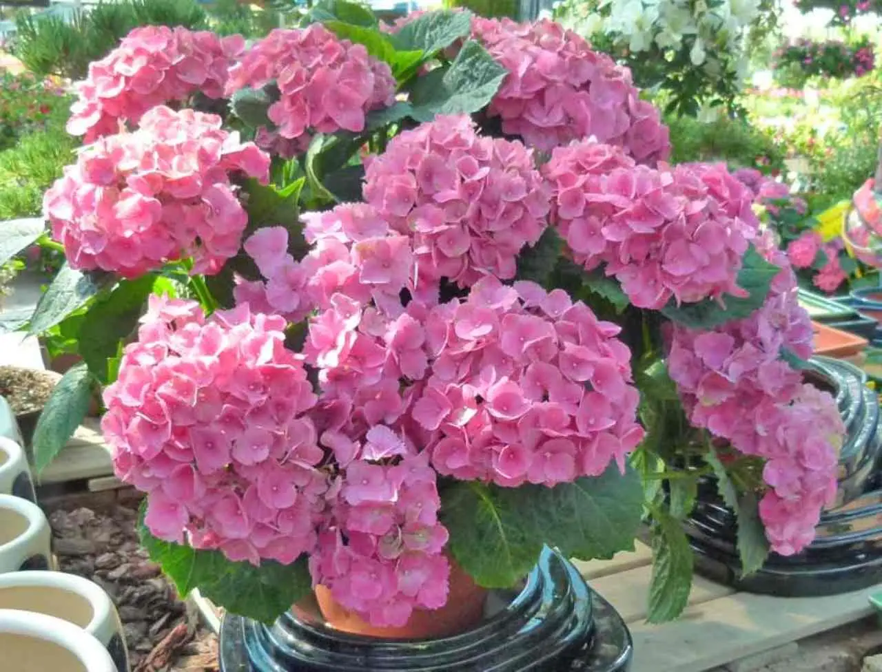 Annaffiature mirate: il segreto per stimolare la fioritura delle ortensie in vaso Annaffiature mirate: il segreto per stimolare la fioritura delle ortensie in vaso