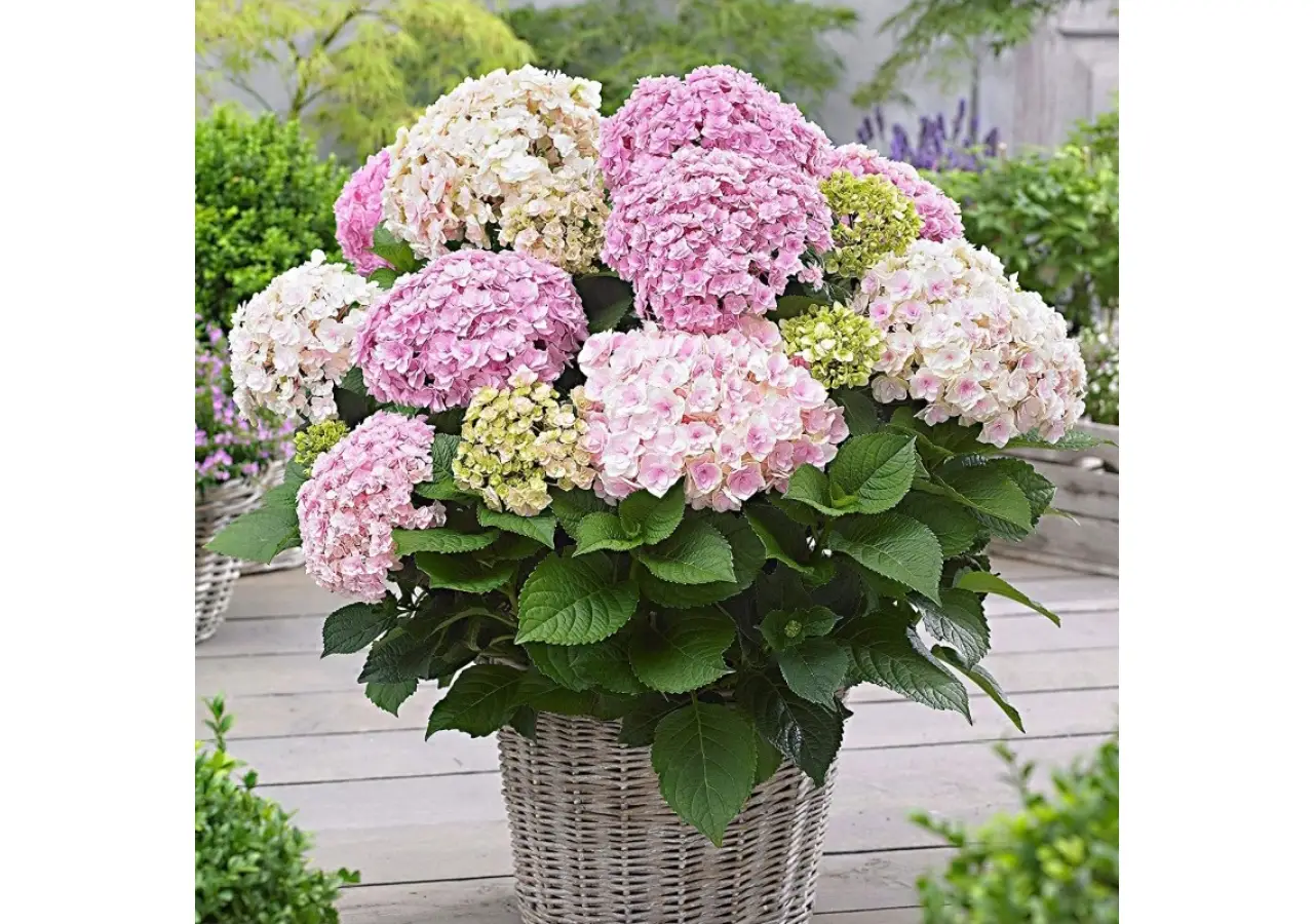 Annaffiature mirate: il segreto per stimolare la fioritura delle ortensie in vaso Annaffiature mirate: il segreto per stimolare la fioritura delle ortensie in vaso
