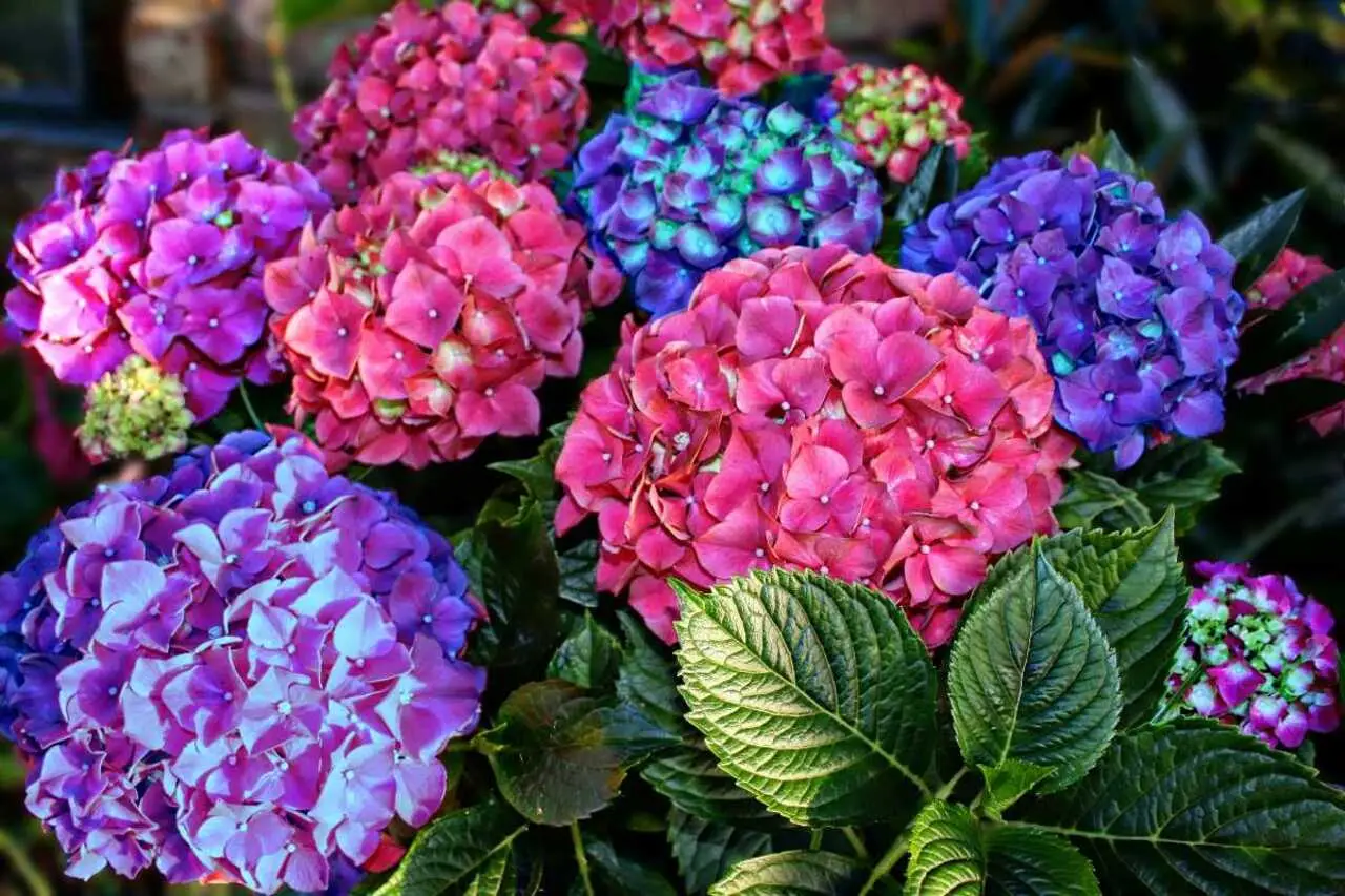 Annaffiature mirate: il segreto per stimolare la fioritura delle ortensie in vaso Annaffiature mirate: il segreto per stimolare la fioritura delle ortensie in vaso