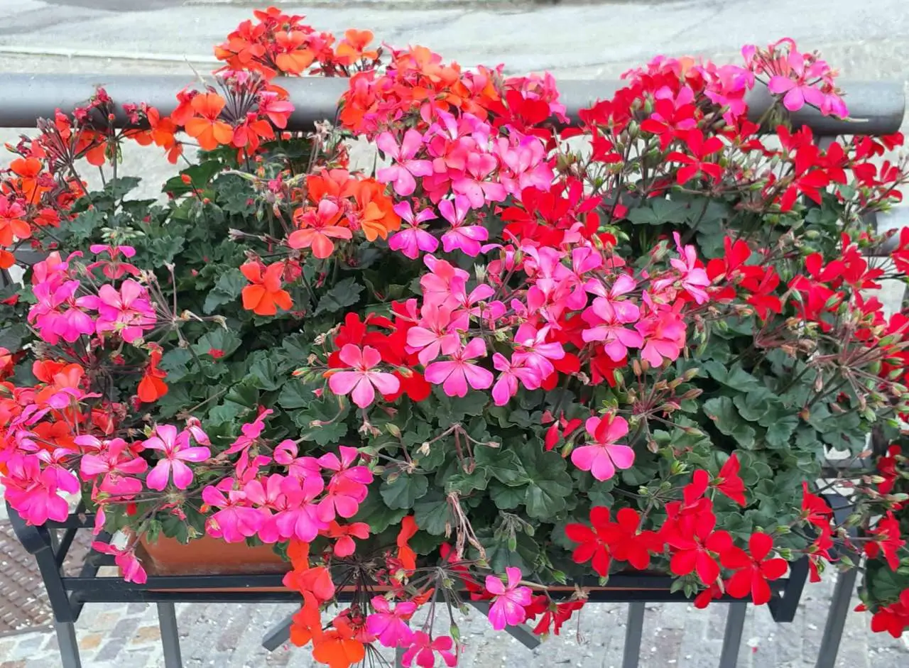 Vuoi fioriture colorate in balcone senza fatica? Scegli questa specie ibrida poco nota Vuoi fioriture colorate in balcone senza fatica? Scegli questa specie ibrida poco nota