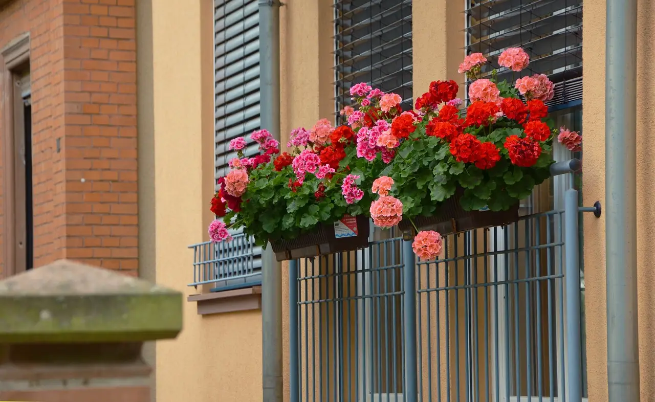 Vuoi fioriture colorate in balcone senza fatica? Scegli questa specie ibrida poco nota Vuoi fioriture colorate in balcone senza fatica? Scegli questa specie ibrida poco nota