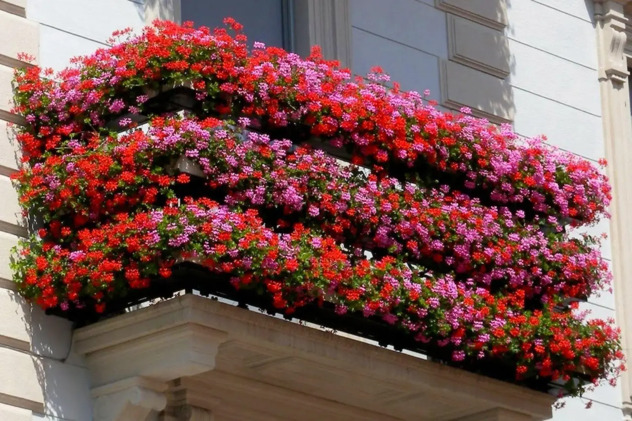 Vuoi fioriture colorate in balcone senza fatica? Scegli questa specie ibrida poco nota Vuoi fioriture colorate in balcone senza fatica? Scegli questa specie ibrida poco nota