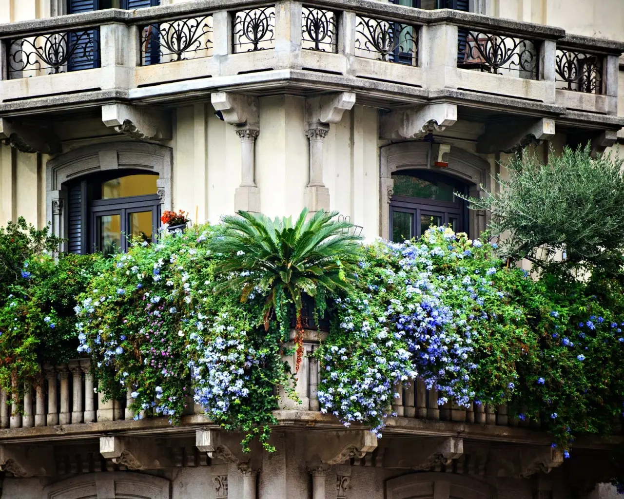 Vuoi un balcone sempre colorato? Le piante resistenti che fioriscono tutto l'anno Vuoi un balcone sempre colorato? Le piante resistenti che fioriscono tutto l'anno