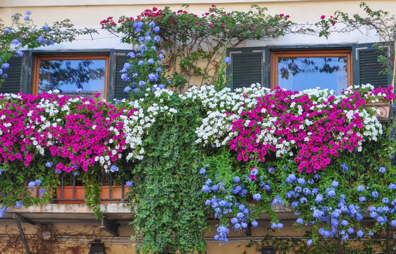 Vuoi un balcone sempre colorato? Le piante resistenti che fioriscono tutto l'anno Vuoi un balcone sempre colorato? Le piante resistenti che fioriscono tutto l'anno
