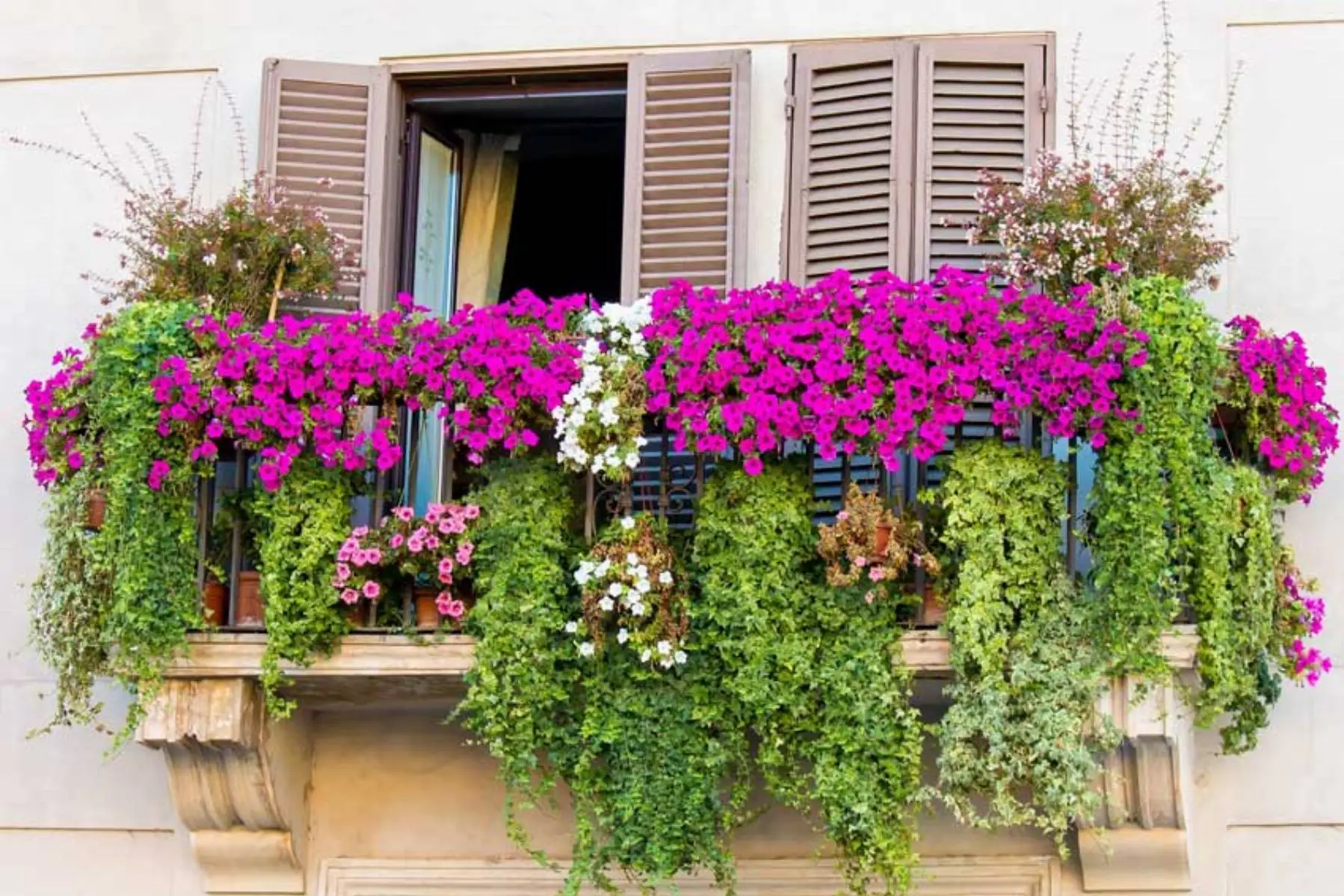 Vuoi un balcone sempre colorato? Le piante resistenti che fioriscono tutto l'anno Vuoi un balcone sempre colorato? Le piante resistenti che fioriscono tutto l'anno